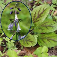 Lyre-leaf Sage