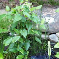 Lizards-tail; Water-dragon