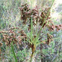 Woolgrass bulrush