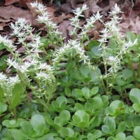 Wild Stonecrop; Woodland Stonecrop
