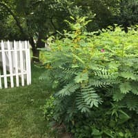 Maryland Wild Senna; Southern Wild Senna
