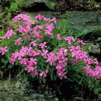 Wild Pink; Northern Wild Pink