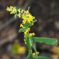 Wreath or Bluestem Goldenrod