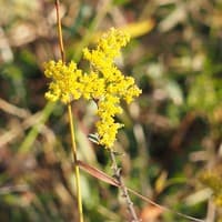 Field Goldenrod