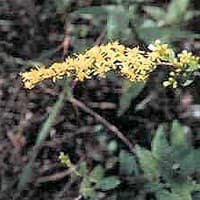 Wrinkle-leaved Goldenrod