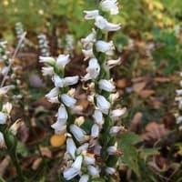 Nodding Ladies Tresses
