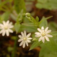 Star Chickweed; Common Starwort; Giant Chickweed; Great Chickweed