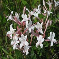 Swamp Azalea; Clammy Azalea