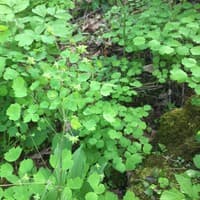 Early Meadow Rue