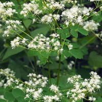 Common Tall Meadow Rue; King of the Meadow