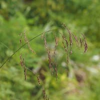 Purpletop; Tall Redtop