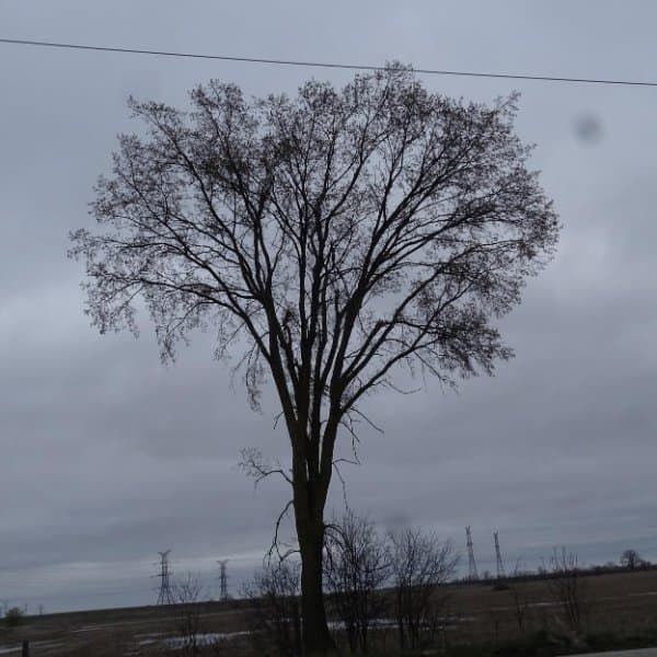 American Elm