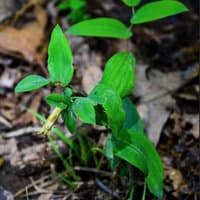 Perfoliate Bellwort; Mealy Bellwort