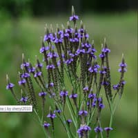 Blue Vervain; Common Vervain; Swamp Verbena
