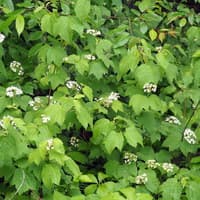 Maple-leaved Viburnum; Dockmackie