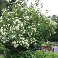 Arrow-wood; Southern Arrow-wood Viburnum