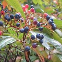 Possum-haw Viburnum; Southern Wild Raisin