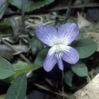 Marsh Blue Violet