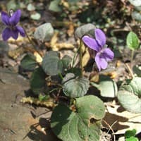 Dog Violet