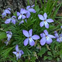 Birds-foot Violet