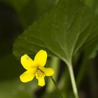 Yellow or Downy Yellow Violet